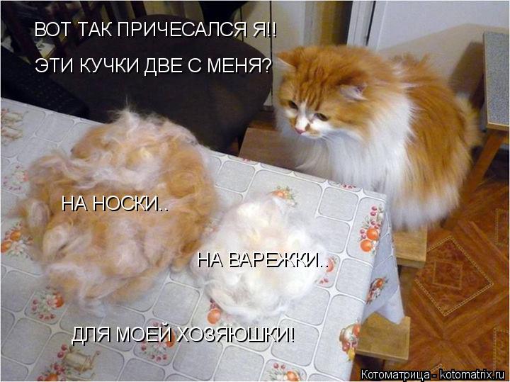 Котоматрица: ВОТ ТАК ПРИЧЕСАЛСЯ Я!!  ЭТИ КУЧКИ ДВЕ С МЕНЯ? НА НОСКИ.. НА ВАРЕЖКИ.. ДЛЯ МОЕЙ ХОЗЯЮШКИ!