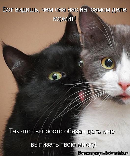 Котоматрица: Вот видишь, чем она нас на  самом деле кормит! Так что ты просто обязан дать мне  вылизать твою миску!