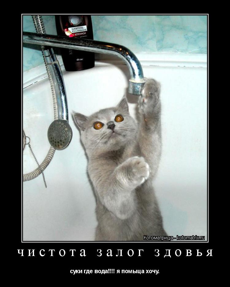 Котоматрица: чистота залог здовья суки где вода!!!! я помыца хочу.
