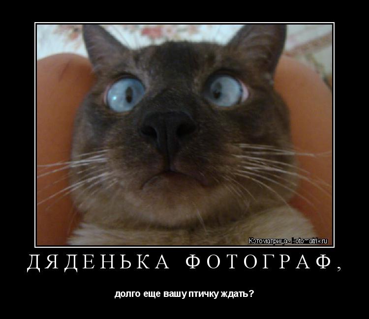 Котоматрица: ДЯДЕНЬКА ФОТОГРАФ,  долго еще вашу птичку ждать?