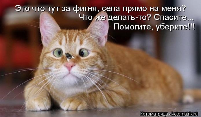 Котоматрица: Это что тут за фигня, села прямо на меня? Что же делать-то? Спасите... Помогите, уберите!!!