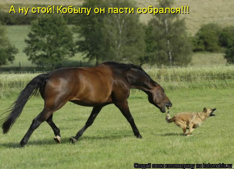 Котоматрица: А ну стой! Кобылу он пасти собрался!!!