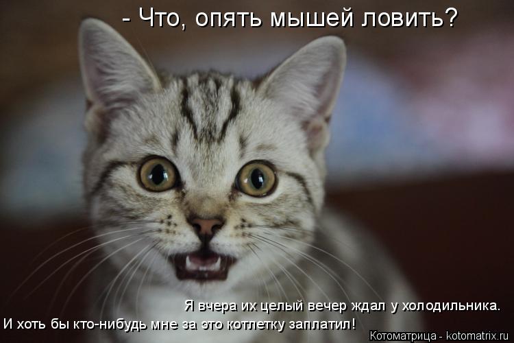 Котоматрица: - Что, опять мышей ловить?  Я вчера их целый вечер ждал у холодильника. И хоть бы кто-нибудь мне за это котлетку заплатил!