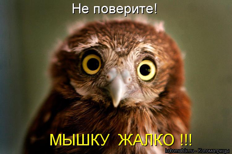 Котоматрица: Не поверите! МЫШКУ  ЖАЛКО !!!