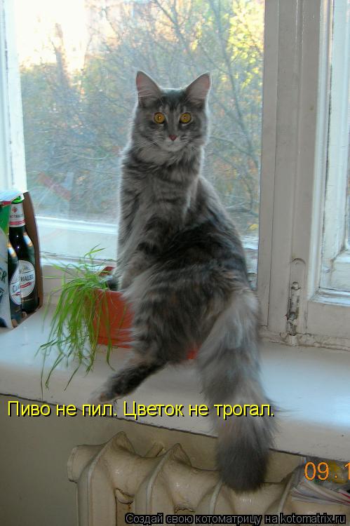 Пиво не пил. Цветок не трогал.... Котоматрица: Пиво не пил. Цветок не трогал.