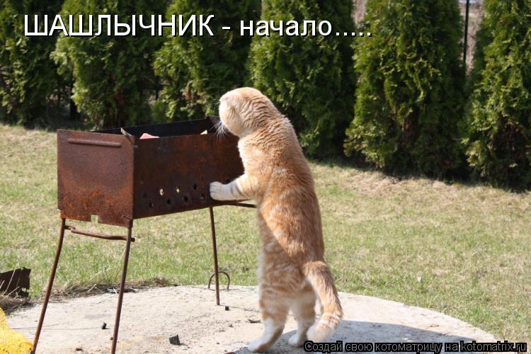 ШАШЛЫЧНИК - начало........ Котоматрица: ШАШЛЫЧНИК - начало.....