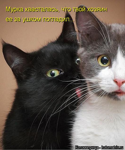 Мурка хвасталась, что твой хозяин ее за ушком погладил...... Котоматрица: Мурка хвасталась, что твой хозяин ее за ушком погладил...