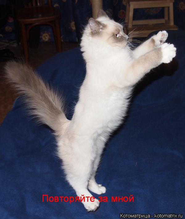 Повторяйте за мной Повторяйте за мной... Котоматрица: Повторяйте за мной Повторяйте за мной