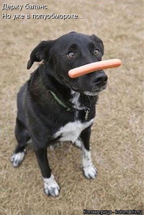 Держу баланс Но уже в полуобмороке...... Котоматрица: Держу баланс Но уже в полуобмороке...