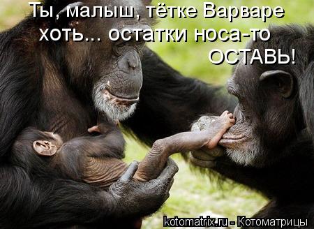 Котоматрица: ОСТАВЬ! Ты, малыш, тётке Варваре хоть... остатки носа-то