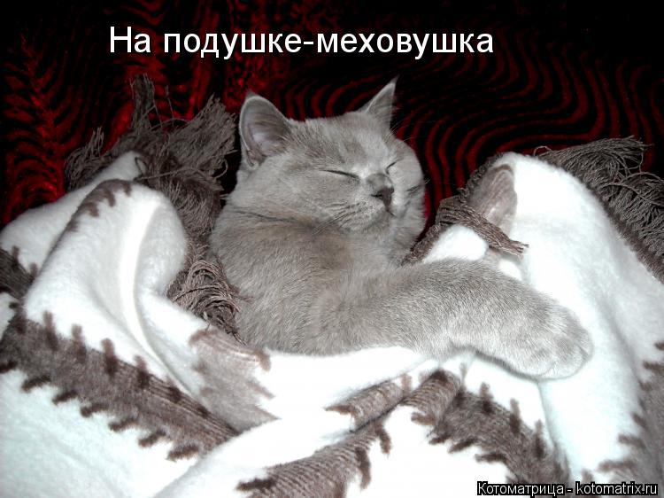 На подушке-меховушка... Котоматрица: На подушке-меховушка