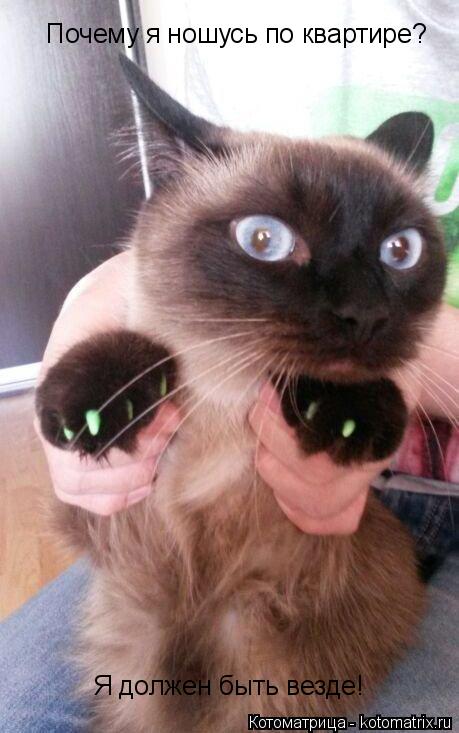 Котоматрица: Почему я ношусь по квартире? Я должен быть везде!