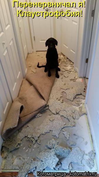 Котоматрица: Перенервничал я!  Клаустрофобия!