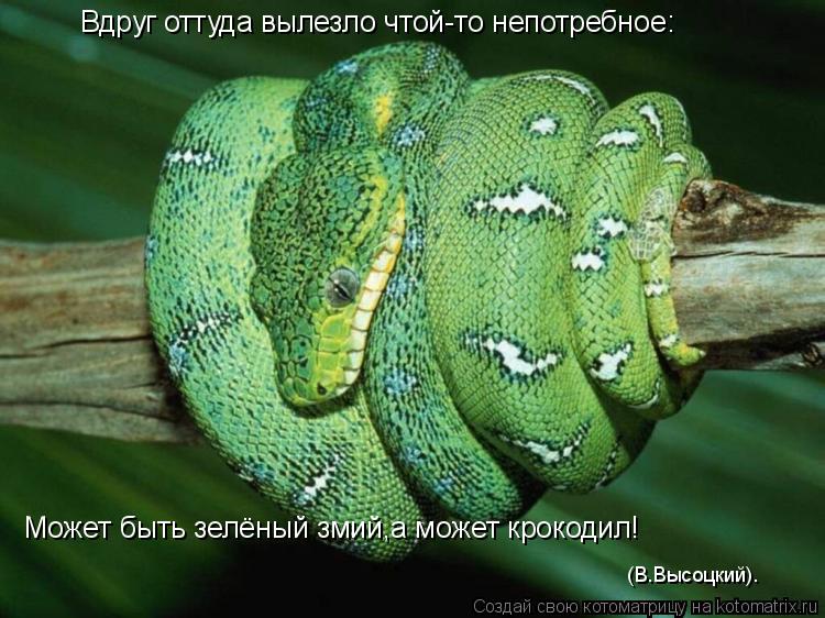 Котоматрица: Вдруг оттуда вылезло чтой-то непотребное: Может быть зелёный змий,а может крокодил! (В.Высоцкий).