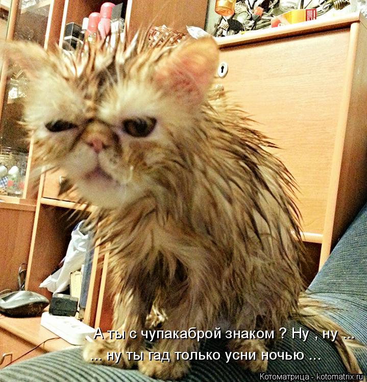 А ты с чупакаброй знаком ? Ну , ну ... ... ну ты гад только усни ночью ...... Котоматрица: А ты с чупакаброй знаком ? Ну , ну ... ... ну ты гад только усни ночью ...