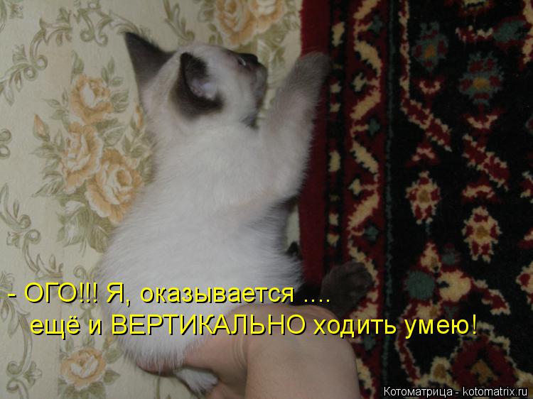 - ОГО!!! Я, оказывается .... ещё и ВЕРТИКАЛЬНО ходить умею!... Котоматрица: - ОГО!!! Я, оказывается .... ещё и ВЕРТИКАЛЬНО ходить умею!