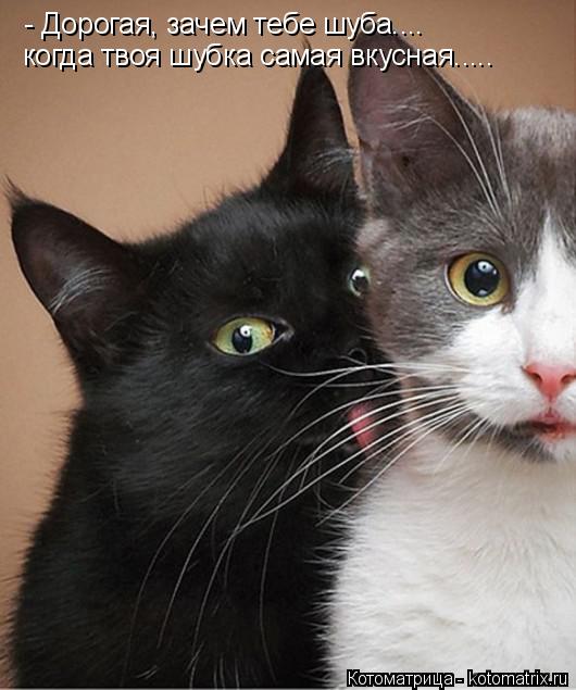 - Дорогая, зачем тебе шуба.... когда твоя шубка самая вкусная........ Котоматрица: - Дорогая, зачем тебе шуба.... когда твоя шубка самая вкусная.....