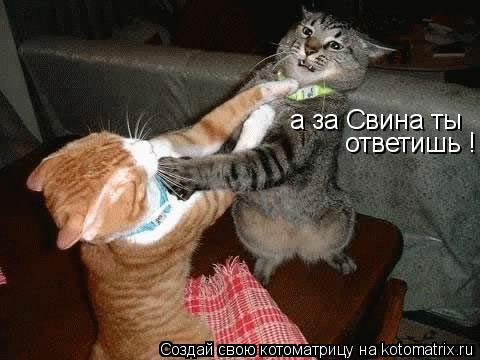 Котоматрица: а за Свина ты ответишь !