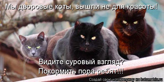 Котоматрица: Мы дворовые коты, вышли не для красоты! Видите суровый взгляд? Покормить пора ребят!!!