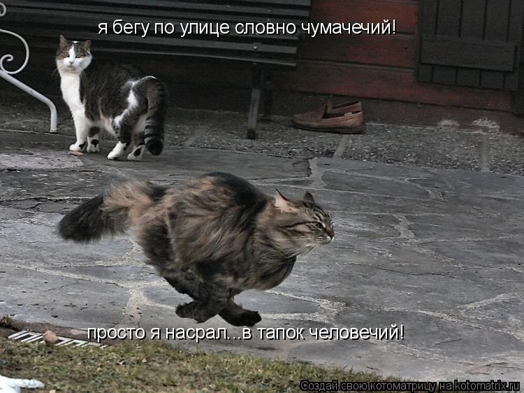 я бегу по улице словно чумачечий! просто я насрал...в тапок человечий!... Котоматрица: я бегу по улице словно чумачечий! просто я насрал...в тапок человечий!