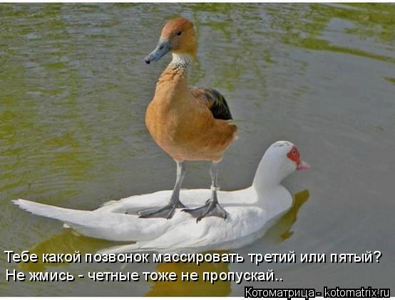 Котоматрица: Тебе какой позвонок массировать третий или пятый? Не жмись - четные тоже не пропускай..