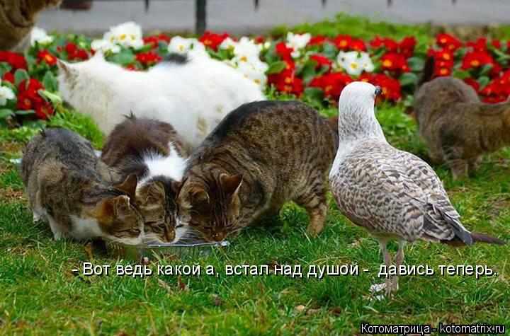 Котоматрица: - Вот ведь какой а, встал над душой -  давись теперь.