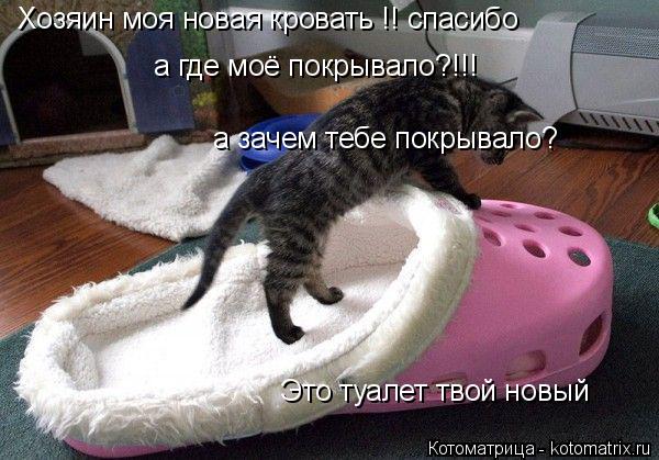 Хозяин моя новая кровать !! спасибо а где моё покрывало?!!! а зачем тебе покрывало? Это туалет твой ... Котоматрица: Хозяин моя новая кровать !! спасибо а где моё покрывало?!!! а зачем тебе покрывало? Это туалет твой новый