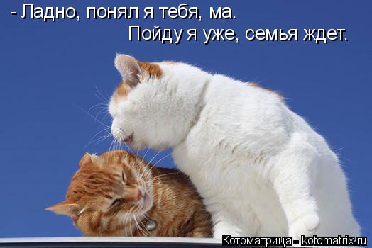 - Ладно, понял я тебя, ма. Пойду я уже, семья ждет.... Котоматрица: - Ладно, понял я тебя, ма. Пойду я уже, семья ждет.