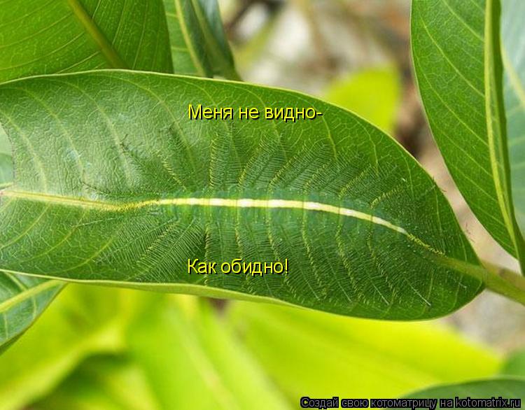 Меня не видно- Как обидно!... Котоматрица: Меня не видно- Как обидно!