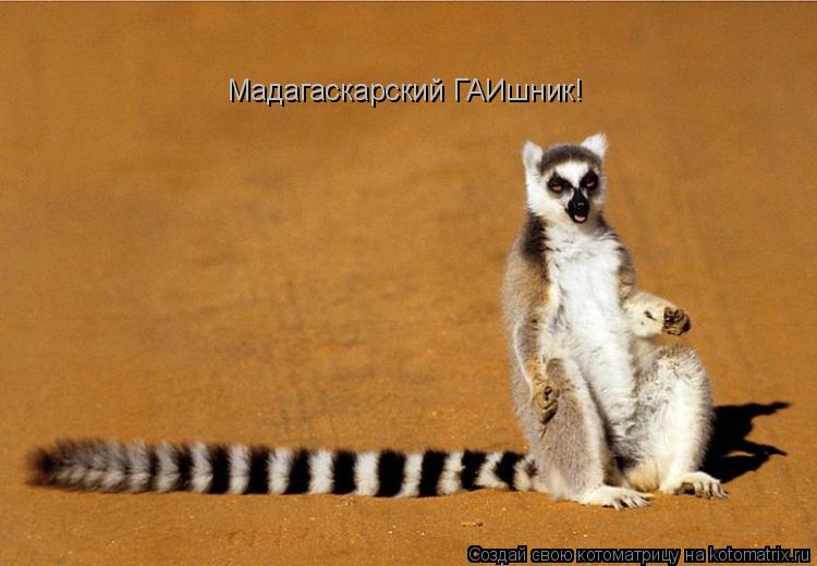 Мадагаскарский ГАИшник!... Котоматрица: Мадагаскарский ГАИшник!