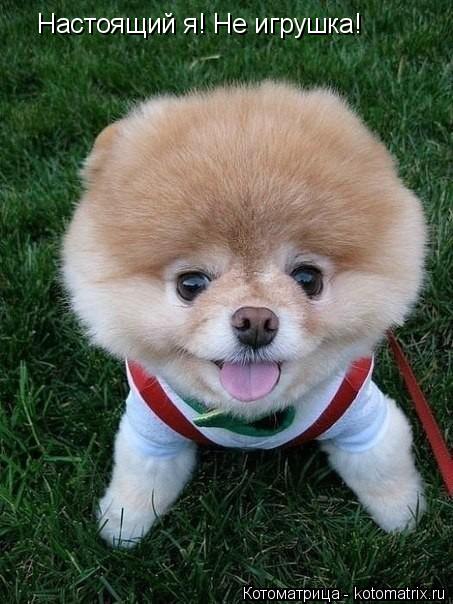 Котоматрица: Настоящий я! Не игрушка!