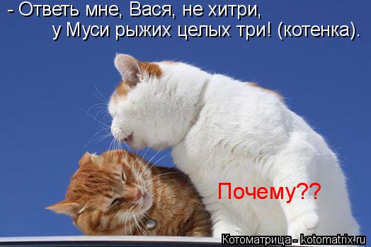 Котоматрица: - Ответь мне, Вася, не хитри,  у Муси рыжих целых три! (котенка). Почему??