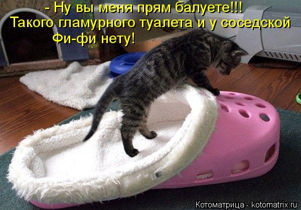 - Ну вы меня прям балуете!!! Такого гламурного туалета и у соседской Фи-фи нету!... Котоматрица: - Ну вы меня прям балуете!!! Такого гламурного туалета и у соседской Фи-фи нету!