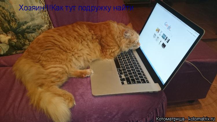 Котоматрица: Хозяин!!!Как тут подружку найти