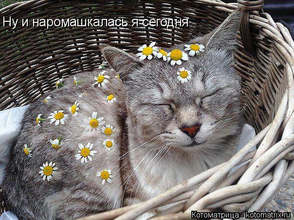 Котоматрица: Ну и наромашкалась я сегодня