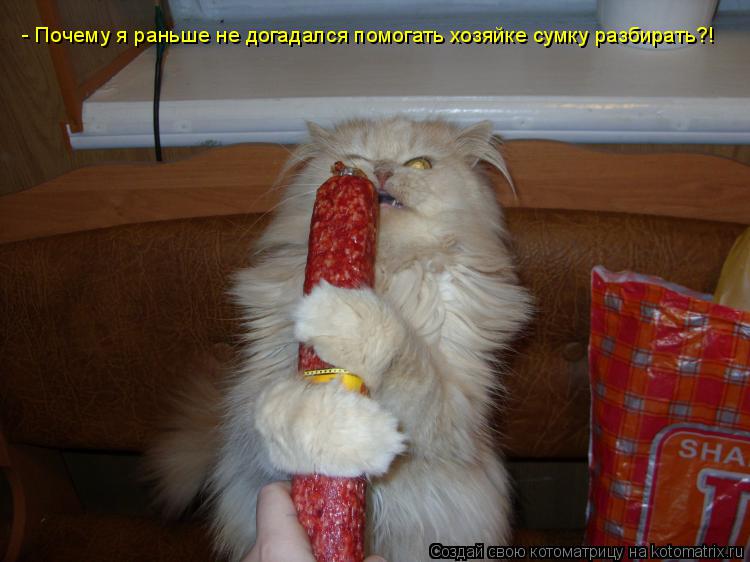 Котоматрица: - Почему я раньше не догадался помогать хозяйке сумку разбирать?!