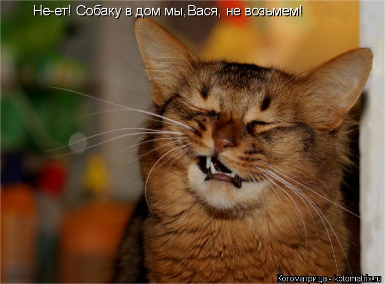Котоматрица: Не-ет! Собаку в дом мы,Вася, не возьмем!