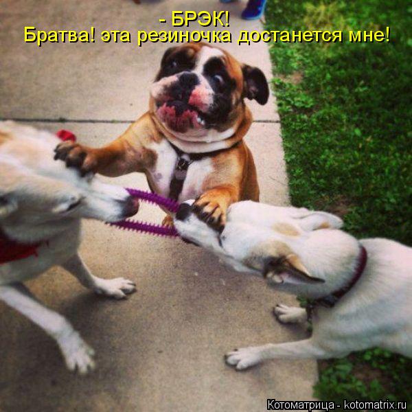 - БРЭК! Братва! эта резиночка достанется мне!... Котоматрица: - БРЭК! Братва! эта резиночка достанется мне!