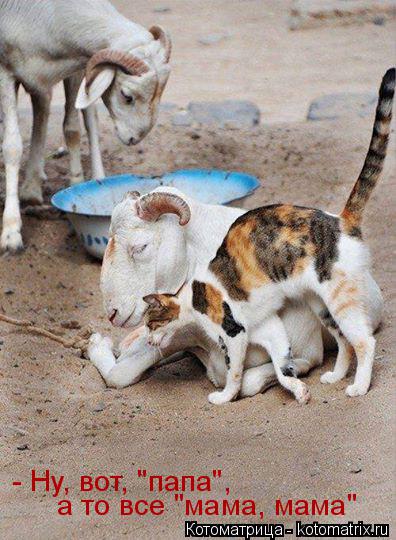 Котоматрица: - Ну, вот, "папа",  а то все "мама, мама"