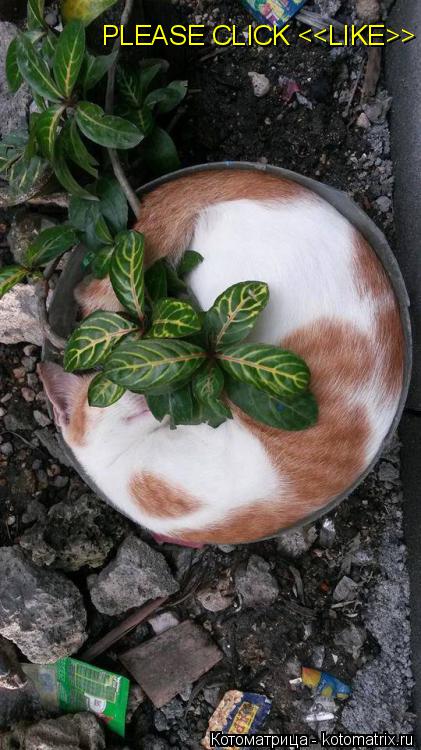 PLEASE CLICK <<LIKE>>... Котоматрица: PLEASE CLICK <<LIKE>>