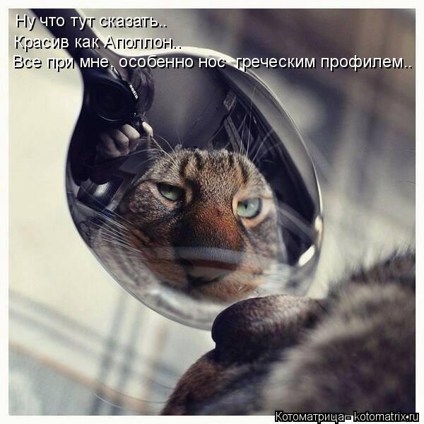 Красив как Аполлон.. Ну что тут сказать.. Все при мне, особенно нос греческим профилем..... Котоматрица: Красив как Аполлон.. Ну что тут сказать.. Все при мне, особенно нос греческим профилем..