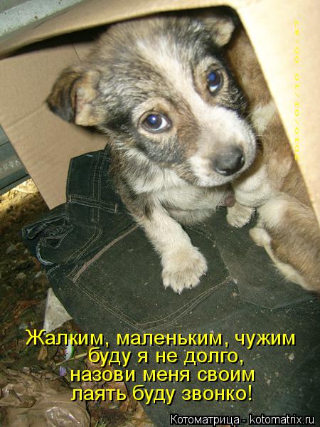 Котоматрица: буду я не долго,  назови меня своим Жалким, маленьким, чужим лаять буду звонко!