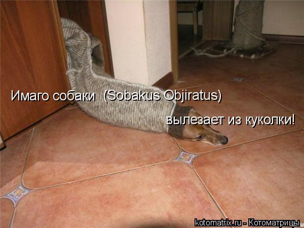 Имаго собаки (Sobakus Objiratus) вылезает из куколки!... Котоматрица: Имаго собаки (Sobakus Objiratus) вылезает из куколки!