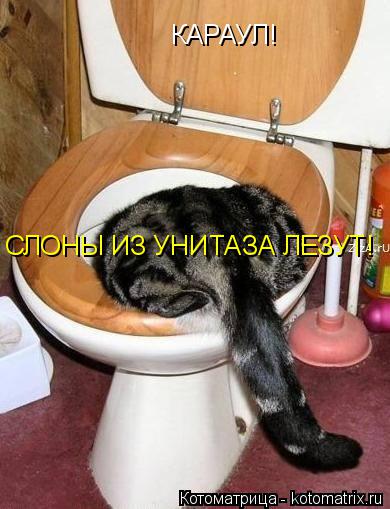 КАРАУЛ! СЛОНЫ ИЗ УНИТАЗА ЛЕЗУТ!... Котоматрица: КАРАУЛ! СЛОНЫ ИЗ УНИТАЗА ЛЕЗУТ!