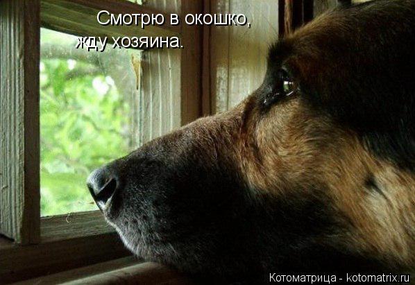 Смотрю в окошко, Смотрю в окошко, жду хозяина. жду хозяина.... Котоматрица: Смотрю в окошко, Смотрю в окошко, жду хозяина. жду хозяина.