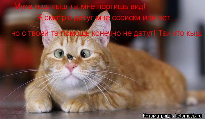 Муха Кыш кыш ты мне портишь вид! Я смотрю на сосиски а ты мешаешь Муха кыш кыш ты мне портишь вид! Я ... Котоматрица: Муха Кыш кыш ты мне портишь вид! Я смотрю на сосиски а ты мешаешь Муха кыш кыш ты мне портишь вид! Я смотрю датут мне сосиски или нет.... Я смотр