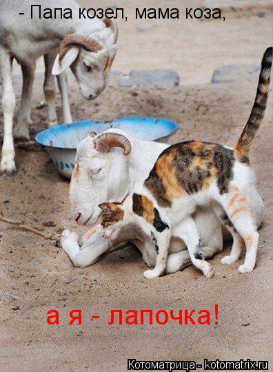 Котоматрица: - Папа козел, мама коза,  а я - лапочка!