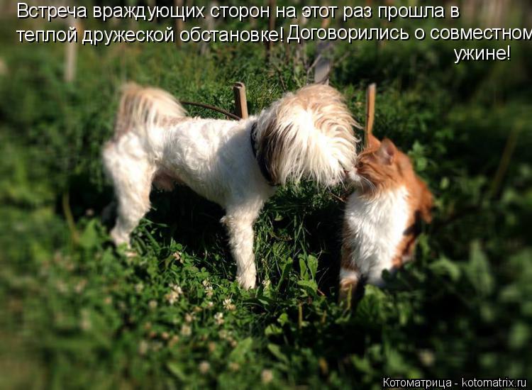 Котоматрица: Встреча враждующих сторон на этот раз прошла в  теплой дружеской обстановке! Договорились о совместном ужине!