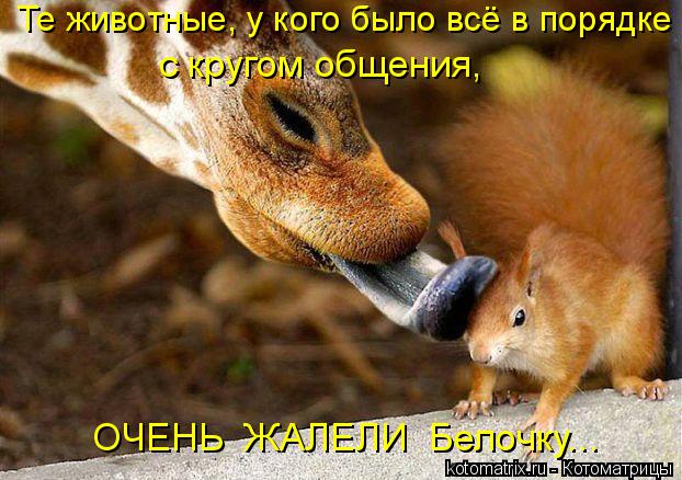 Те животные, у кого было всё в порядке с кругом общения, ОЧЕНЬ ЖАЛЕЛИ Белочку...... Котоматрица: Те животные, у кого было всё в порядке с кругом общения, ОЧЕНЬ ЖАЛЕЛИ Белочку...
