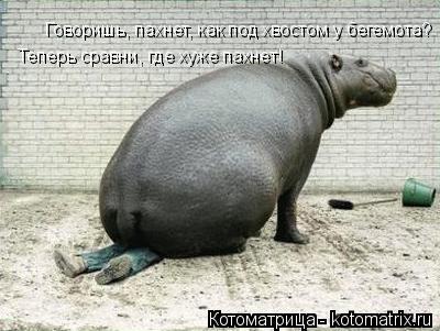 Говоришь, пахнет, как под хвостом у бегемота? Теперь сравни, где хуже пахнет!... Котоматрица: Говоришь, пахнет, как под хвостом у бегемота? Теперь сравни, где хуже пахнет!